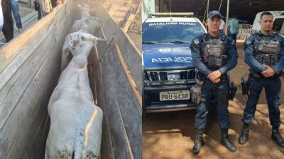 Imagem da notícia Polícia Militar prende suspeito de abigeato e recupera gado em Camapuã